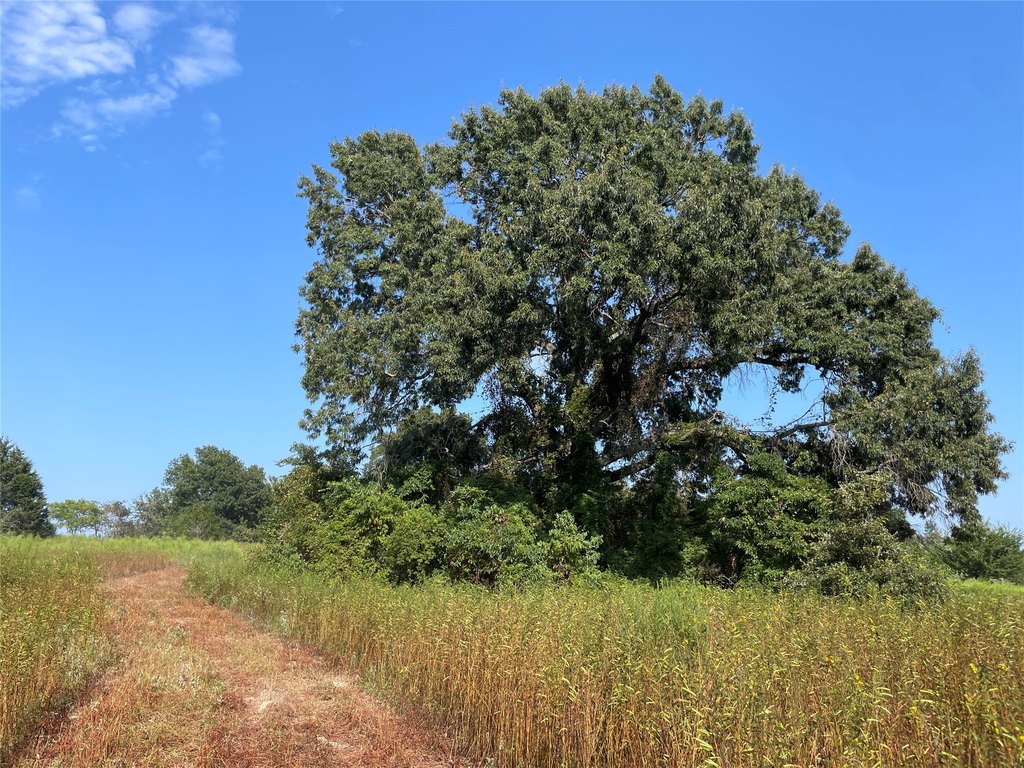 Picture 31