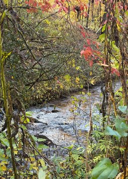 Land with Creek Access