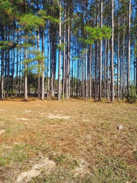 Land/Lots, Hardeeville, SC