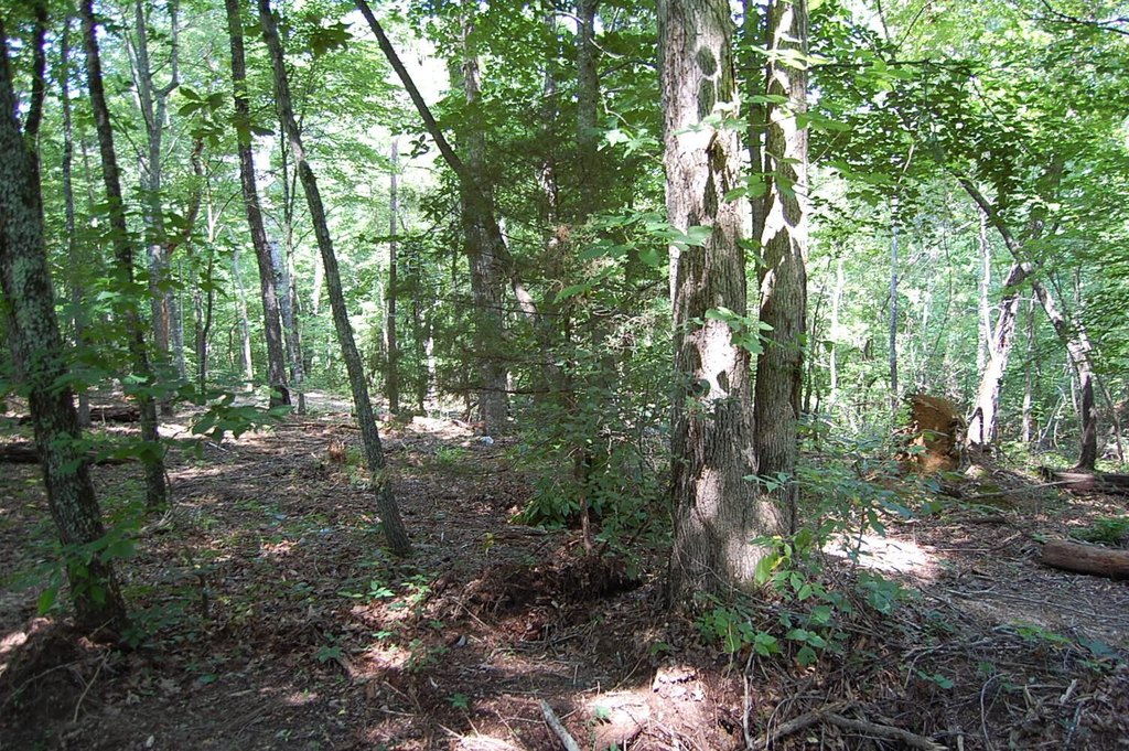 Picture 12