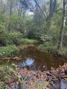 Aiken Land with Development Potential