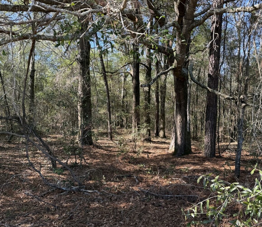 Picture 15
