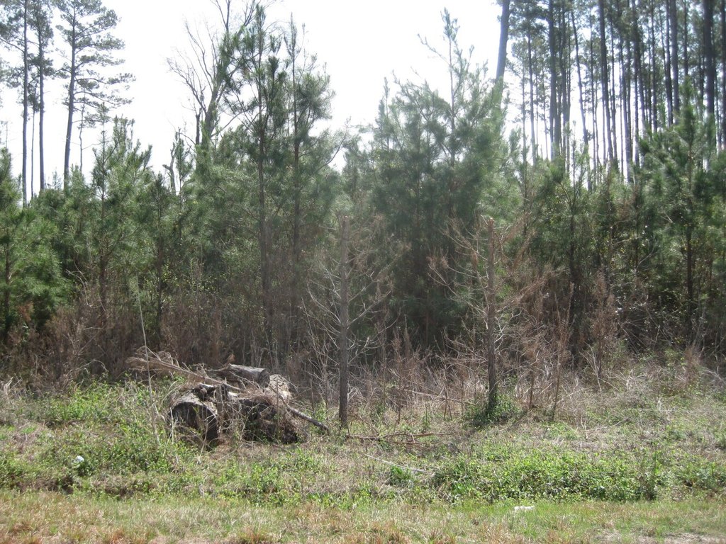 Picture 5