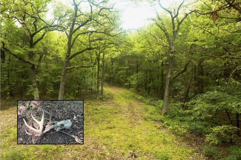 Secluded Hunting Land with Mature Trees
