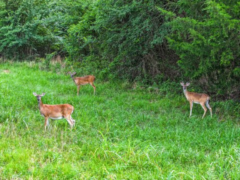 LAND - Sulphur Springs, TX