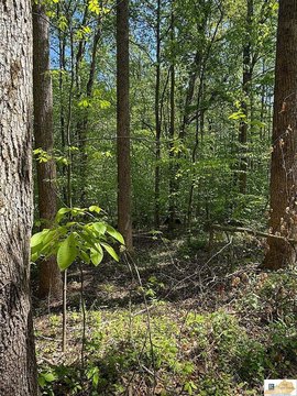 Secluded Hunting Land Near Columbia
