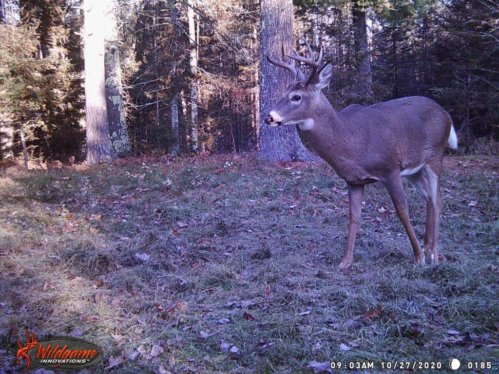 Picture 46