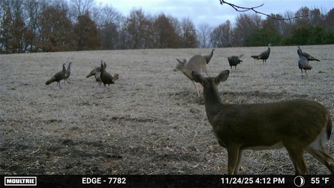 155 Acres Tillable Land For Sale