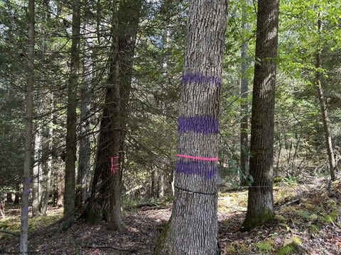 Private Wooded Acreage Near Deep Creek