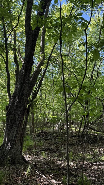 Picture 8