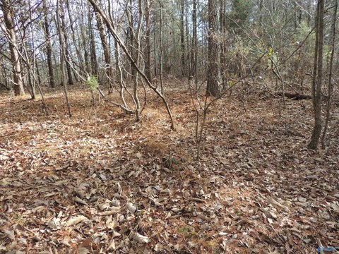 74.5 Acres of Hunting Land
