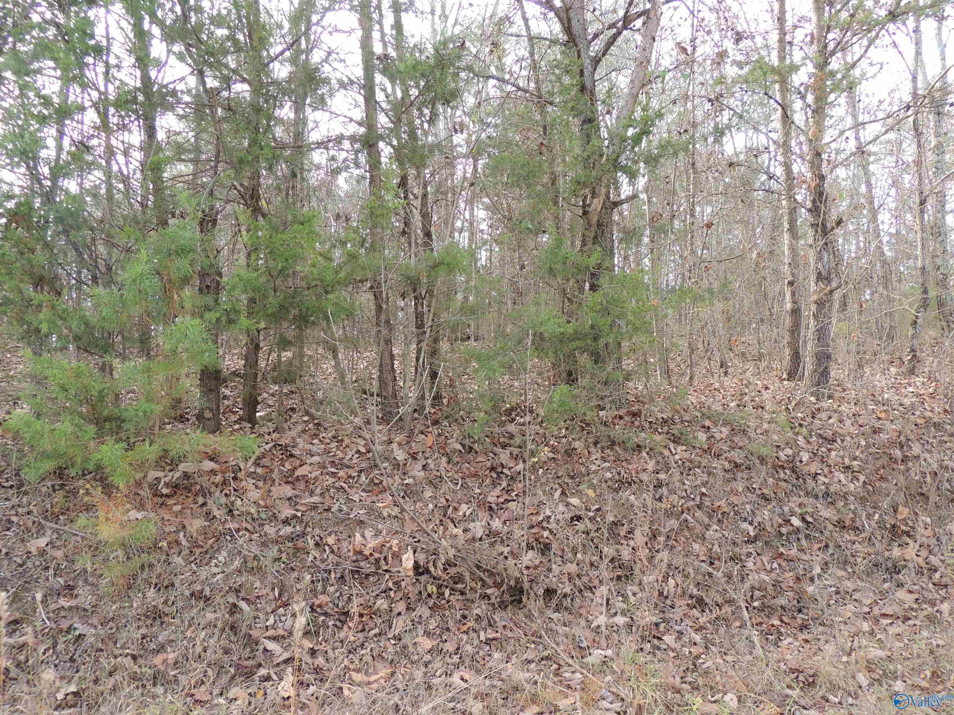74.5 Acres of Hunting Land