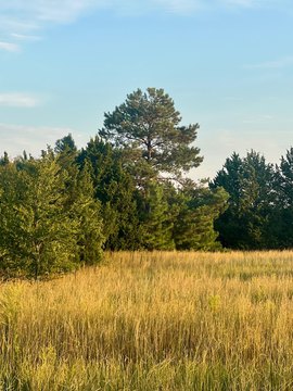 Recreational Acreage Near Lake Murray