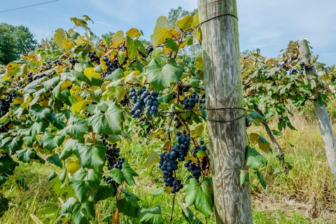 Established Winery Business Opportunity