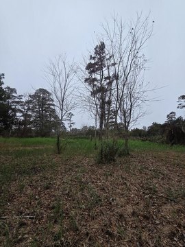 Land, CHINCOTEAGUE, VA