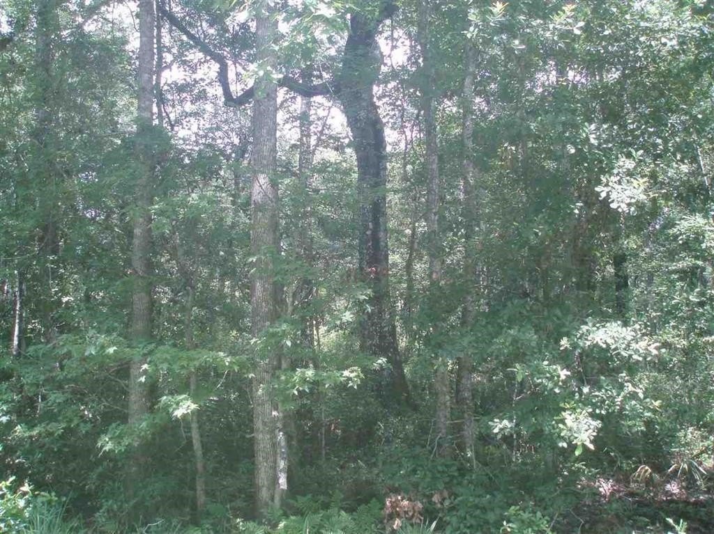 Spacious Lot in Flagler Estates