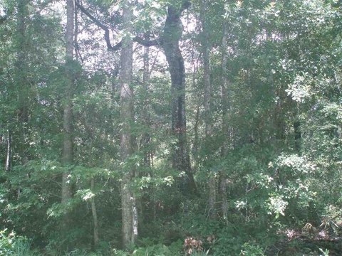 Spacious Lot in Flagler Estates