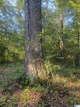 LAND - RIVERSIDE, AL
