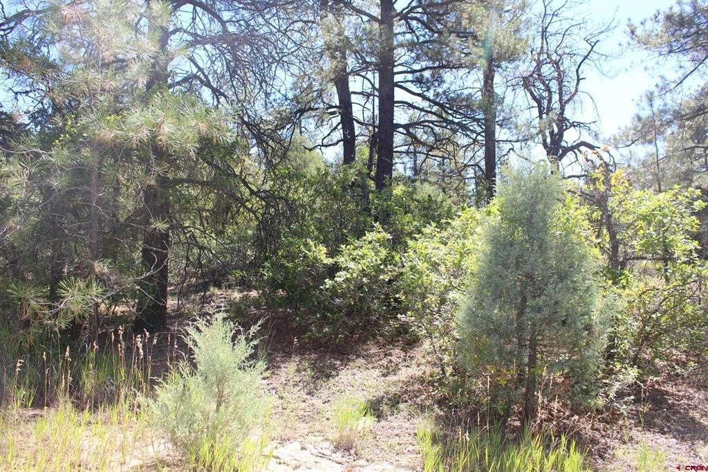 Picture 25
