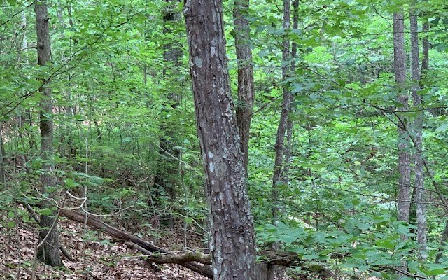 Blairsville, GA Vacant Land