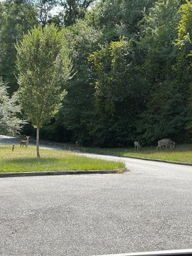 Waterfront Lot in Eufaula, AL