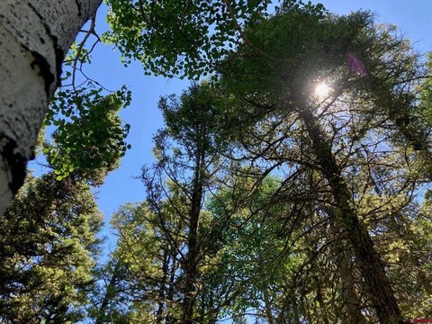 Treed Mountain Lot with Gentle Slope