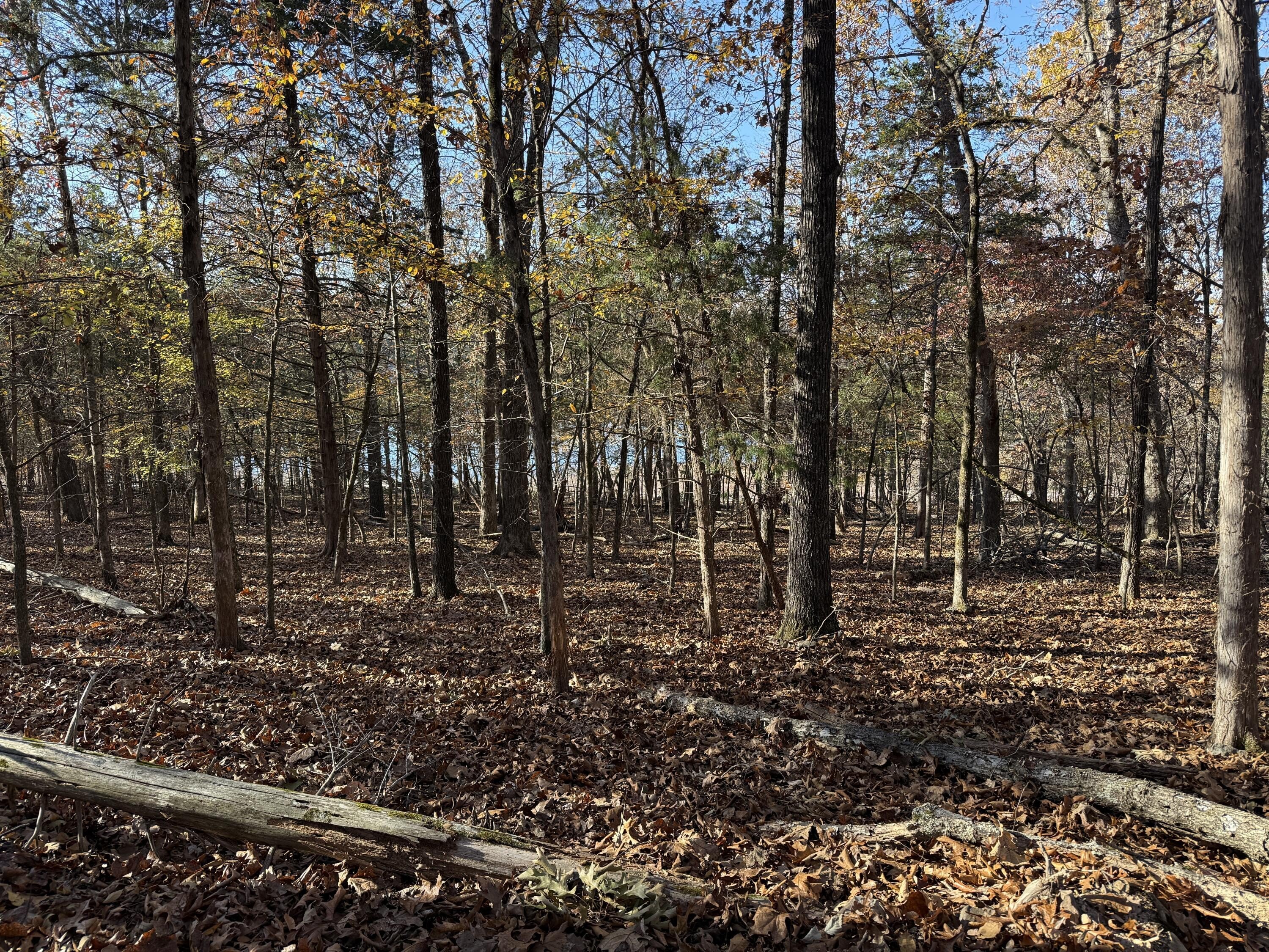 Theodosia, MO Building Site