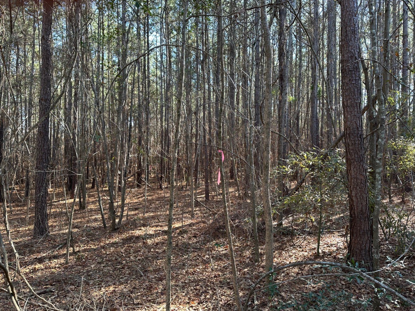 Red Springs Wooded Residential Lot