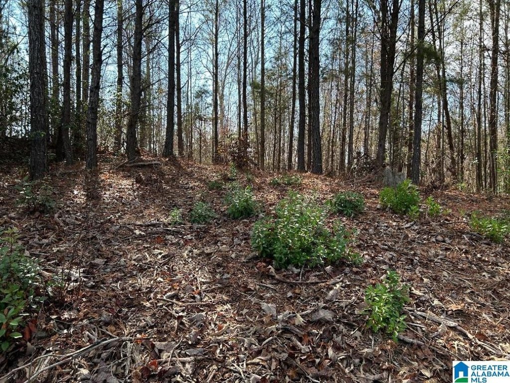 Picture 8