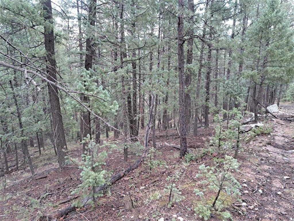 Picture 21