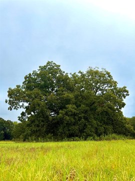 Land, Point, TX