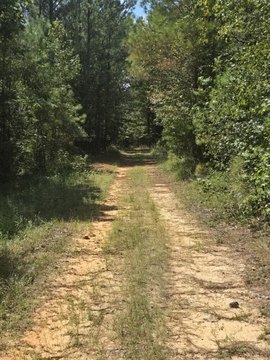 Rural Timber and Hunting Tract