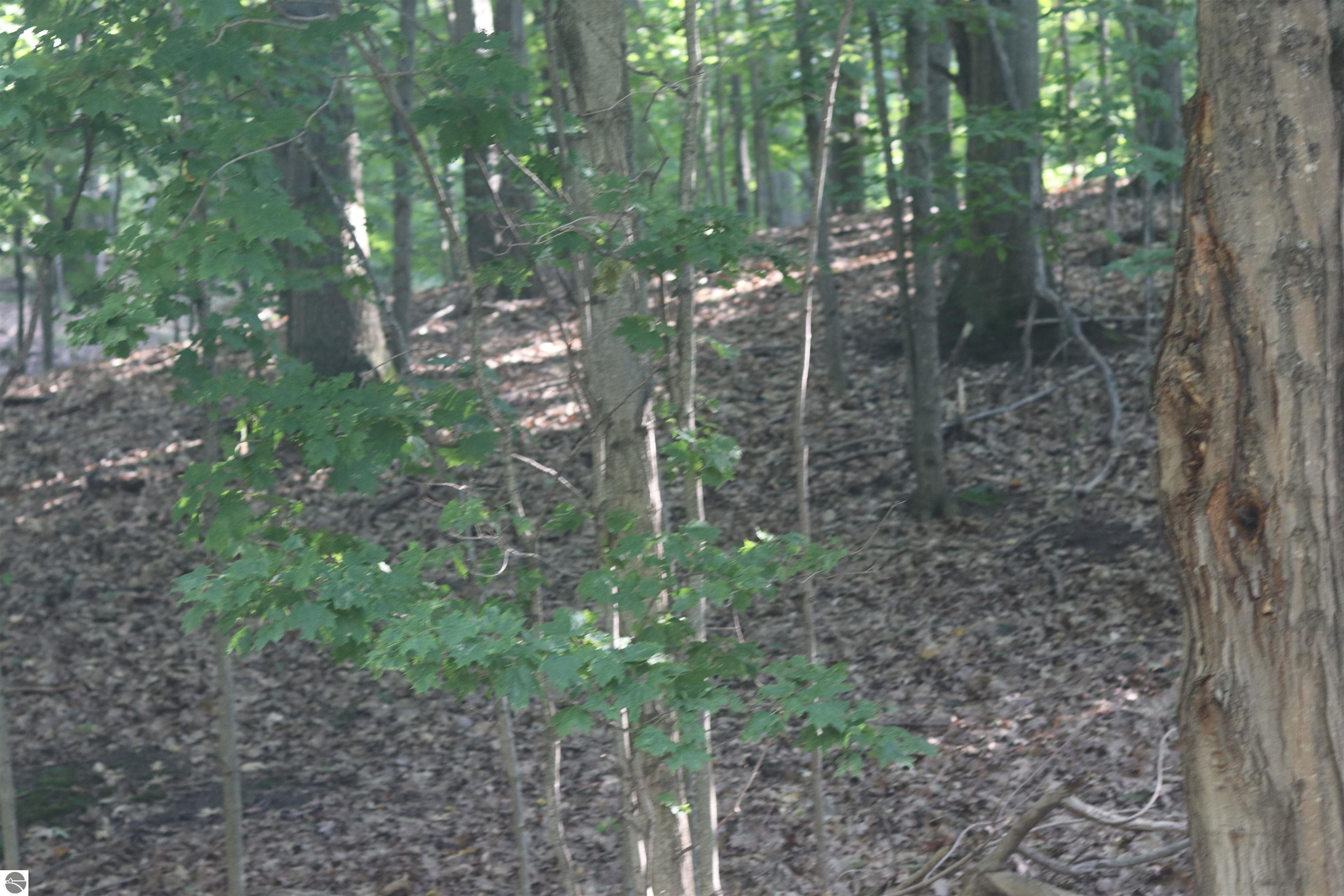 Beulah, MI Wooded Lot