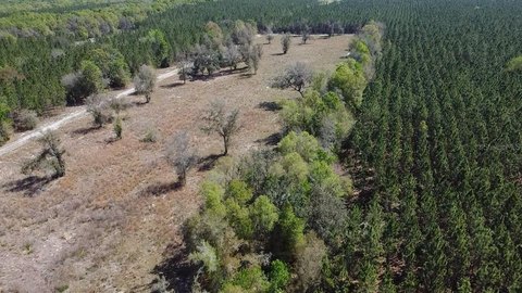 17 Acres Land in Fort White