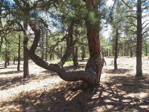 LAND - Pagosa Springs, CO