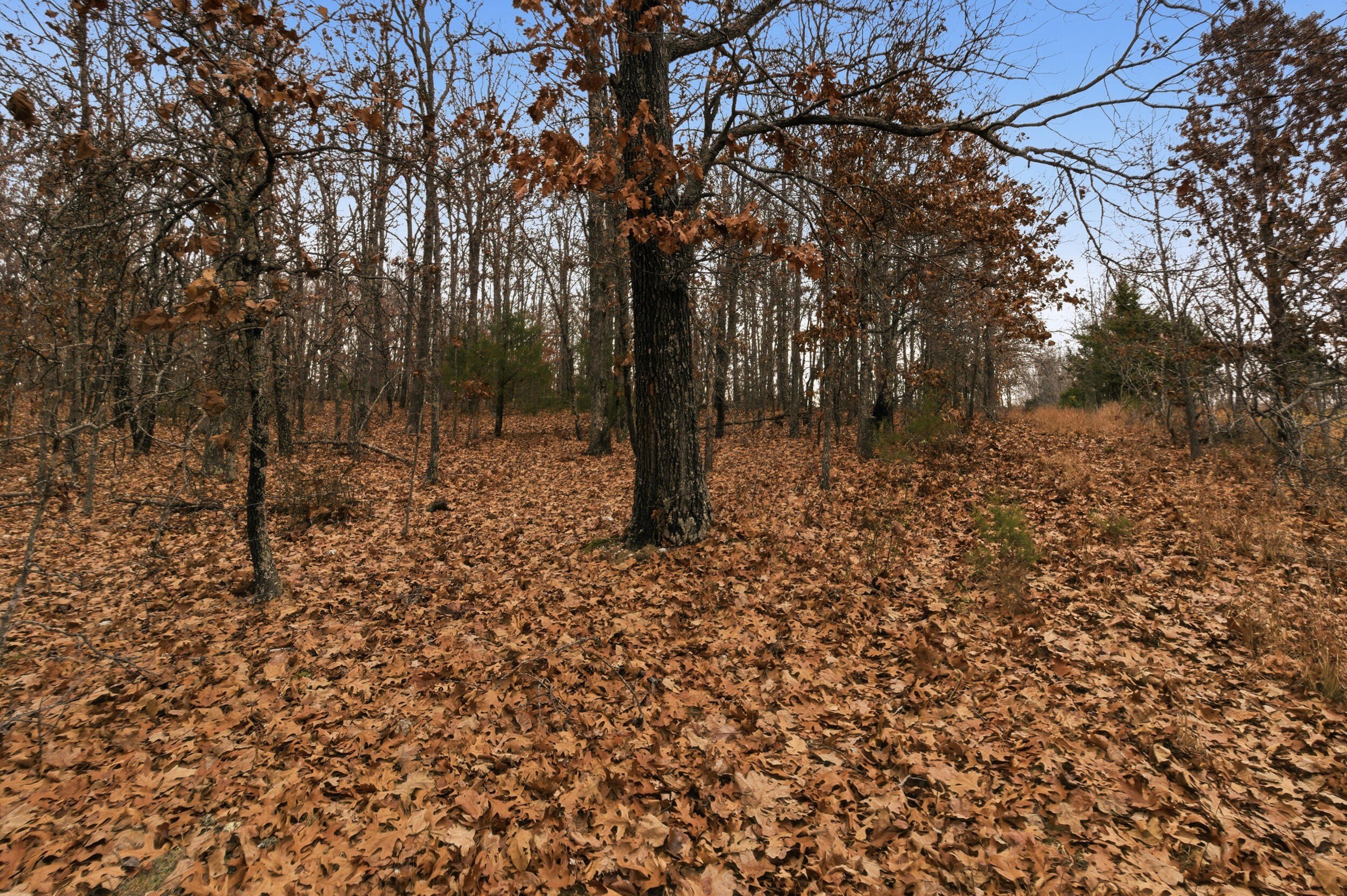 Ozark Land: Hunting & Recreation