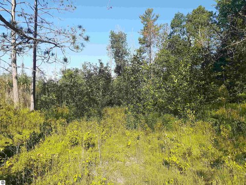 Wooded Residential Land Parcel