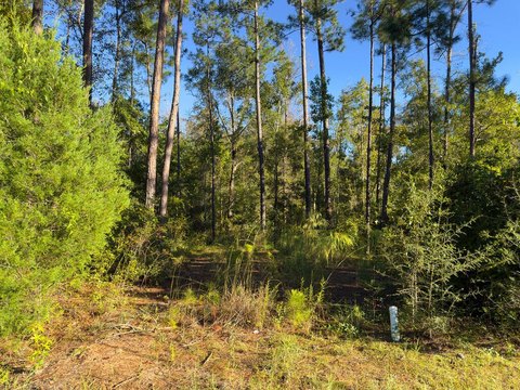 Land, Wewahitchka, FL