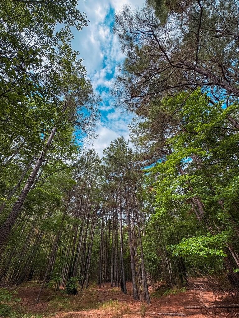 25 Acres of Piney Woods