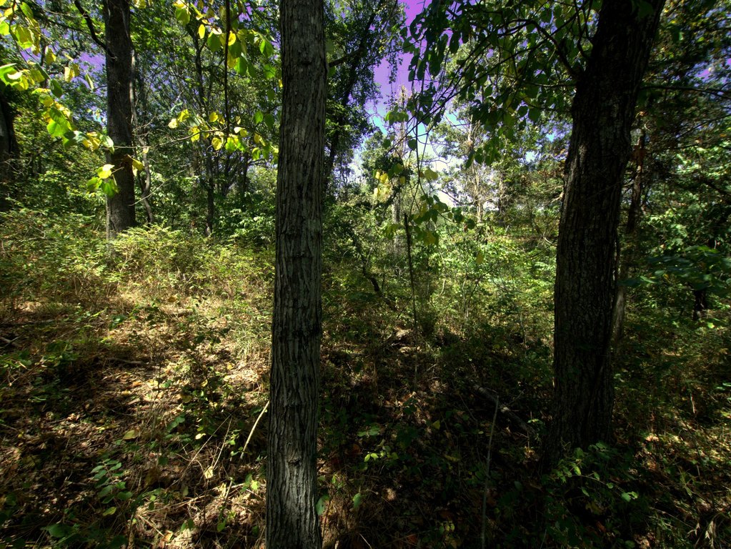 Picture 44