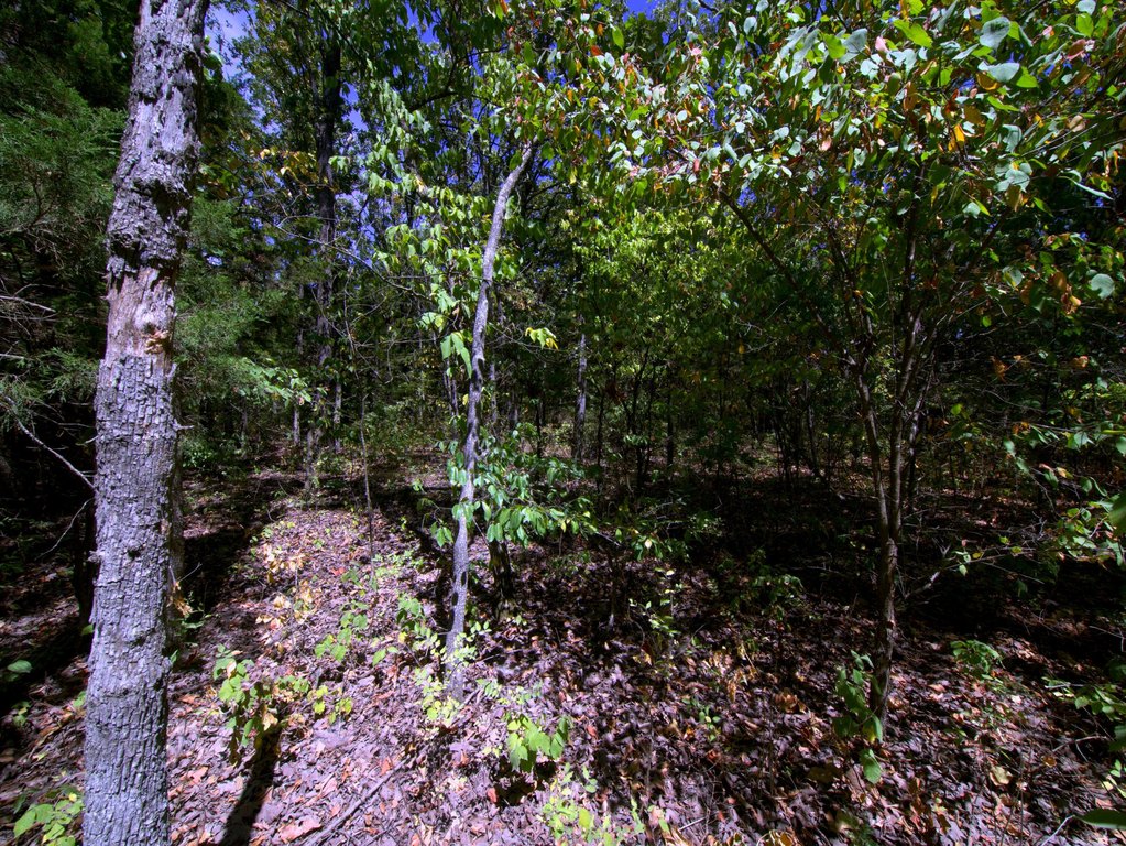Picture 36