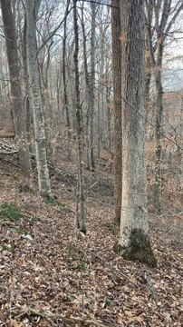 Cleared Hunting & Building Lot