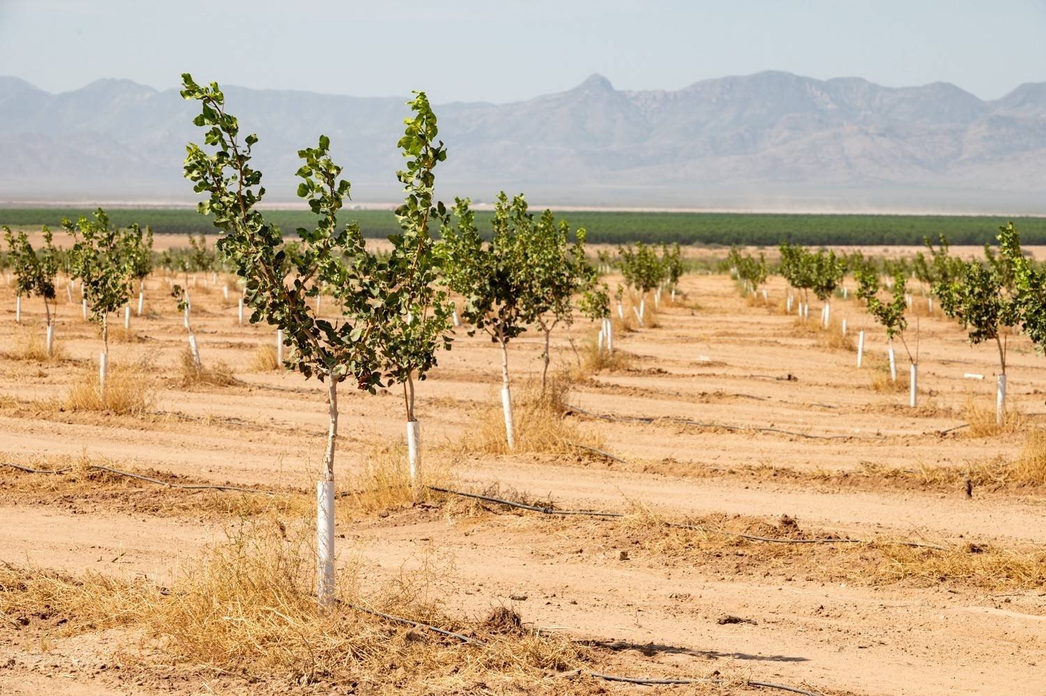 Arizona Orchard Land with Pistachios