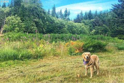 Naselle Land with Recreational Potential