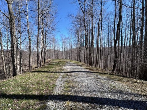 Land, Roan Mountain, TN
