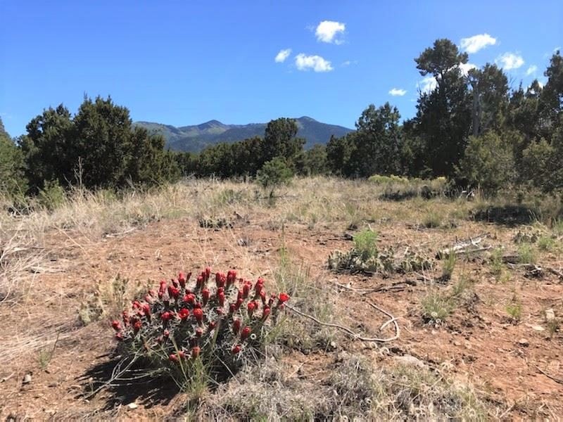 Valdez, NM Land Parcel