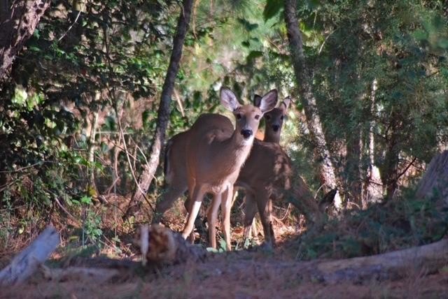 Picture 41
