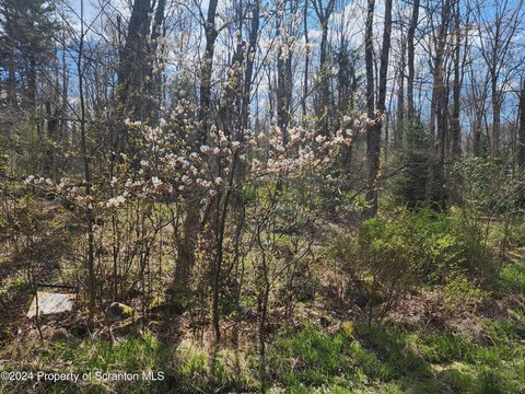 Partially Wooded Residential Land