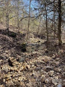 Forested Land Near Spring Creek