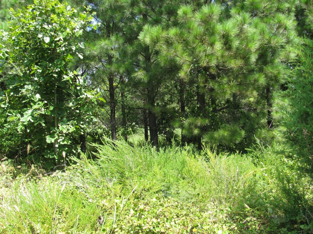 Picture 2